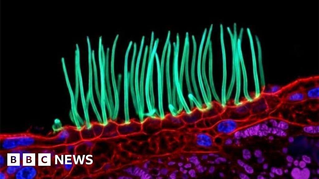Nikon 裁定獲獎科學攝影作品為 AI 生成並取消資格